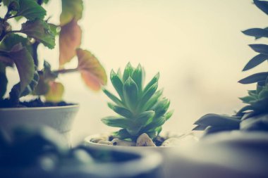 Ev bitkisi kaktüsünün yeşil yaprakları, arkaplandaki pencere kenarındaki sulu bitki, seçici odak bulanık arkaplan kopya alanı.