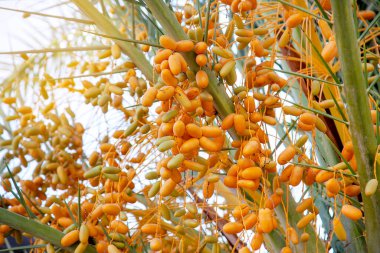 Hurma ağacındaki doğal meyveler, gökyüzünde güneş ışığıyla örtülmüş.