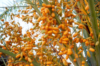 Hurma ağacının meyveleri sarkmıştır.