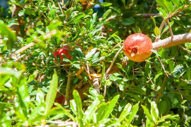 Meyve bahçesindeki bir ağaç dalında olgun kırmızı bir nar..