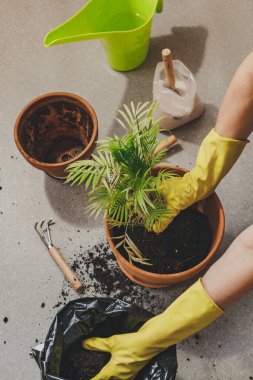 Lastik eldivenli kadın elleri ev bitkileriyle ilgilenir. Bir ev bitkisini nakletme işlemi Chamaedorea eleges 'i geniş bir kaba yerleştirir. Üst görünüm düzlüğü