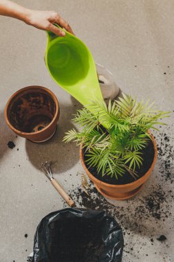 Kadın eli, lastik eldiven, ev bitkilerinin suyu. Bir ev bitkisini nakletme işlemi Chamaedorea eleges 'i geniş bir kaba yerleştirir. Üst görünüm düzlüğü