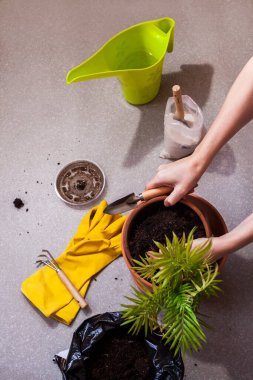 Bir ev bitkisini nakletme işlemi Chamaedorea eleges 'i geniş bir kaba yerleştirir. Ev bitkilerinin bakımı. Üst görünüm düzlüğü