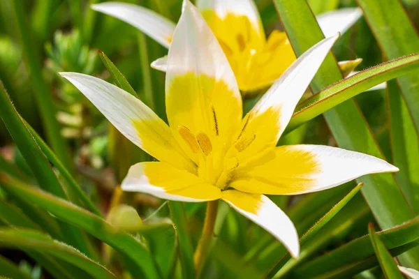 Amarelo Branco Tulipa Tarda Florescendo Jardim Fundo Natural — Fotografia de Stock
