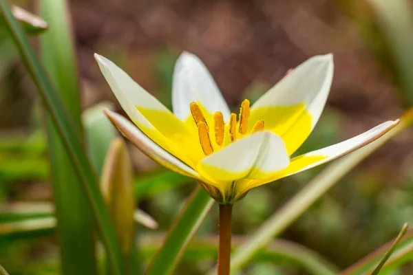 Žlutý Bílý Tulipán Tarda Kvete Zahradě Přírodním Pozadí — Stock fotografie