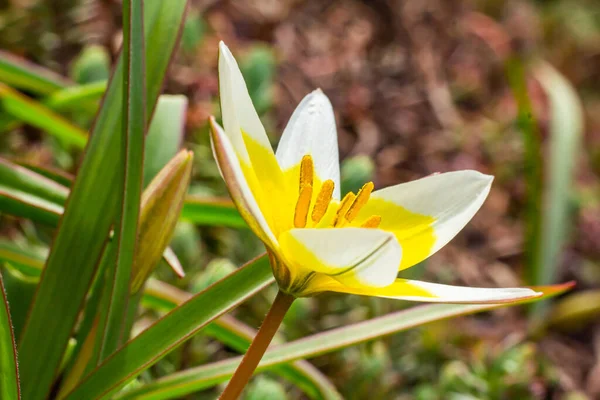 Tulipano Giallo Bianco Tarda Fioritura Giardino Sfondo Naturale — Foto Stock