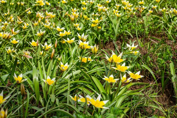 Květinové Lůžko Parku Spoustou Žlutých Bílých Květin Tulipánů Tarda Jaře — Stock fotografie