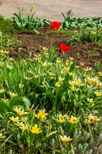 Aiuola Nel Parco Con Sacco Fiori Gialli Bianchi Tulipani Tarda — Foto Stock