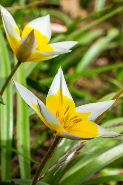 Amarelo Branco Tulipa Tarda Florescendo Jardim Fundo Natural — Fotografia de Stock