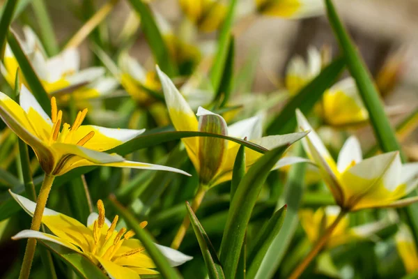 Клумба Парку Великою Кількістю Жовтих Білих Квітів Тюльпанів Весні — стокове фото