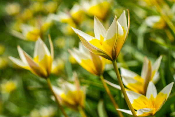 Cama Flores Parque Com Muitas Flores Amarelas Brancas Tulipas Tarda — Fotografia de Stock