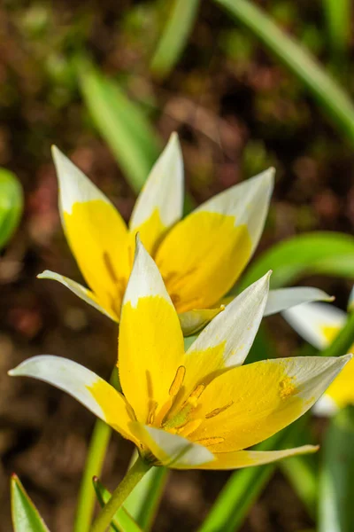 Желтый Белый Тюльпан Тарда Цветет Саду Естественном Фоне — стоковое фото