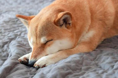 Şirin kırmızı Shiba inu köpeği evdeki gri kanepede uyuyor. Yakın plan..