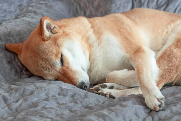 Χαριτωμένο κόκκινο σκυλί Shiba Inu κοιμάται σε γκρι καναπέ στο σπίτι. Κοντινό πλάνο. — Φωτογραφία Αρχείου