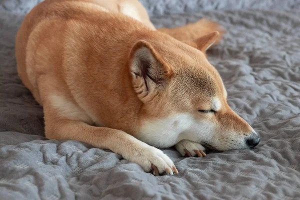 Cute Red Shiba Inu Dog Sleeps Grey Sofa Home Close — Stock Photo, Image