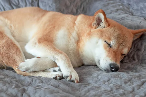 Aranyos piros Shiba inu kutya alszik szürke kanapén otthon. Közelkép. — Stock Fotó