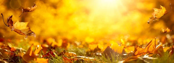 Close Forest Floor Falling Leaves Soft Golden Light Autumn Background — Zdjęcie stockowe