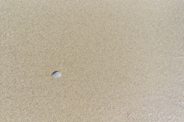 Arkaplanı deniz kabuğu olan Kum 'un üst görünümü.