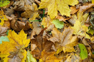 Düşen sarı yaprakların arkaplanı.