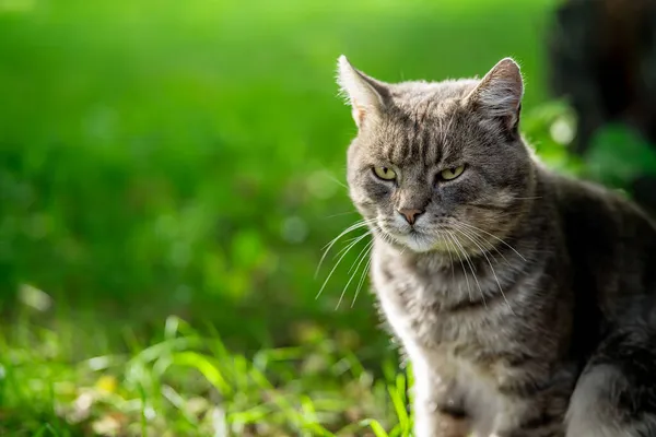 緑の背景に美しい灰色の猫 — ストック写真