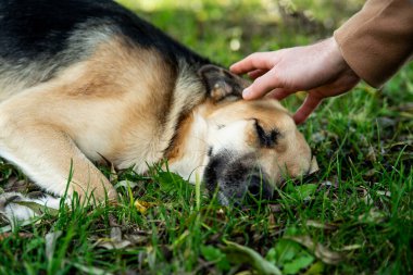 Bir adamın eli, yalancı hasta bir köpeği okşar..