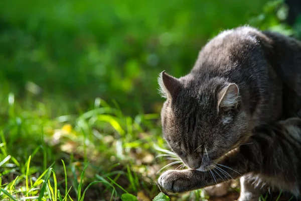 猫は草の上に座って碑文の場所をクリックします — ストック写真