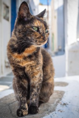 A slightly calico street cat looking away. Taken on a very sunny summer day in the Aegean island of Santorini, Greece.