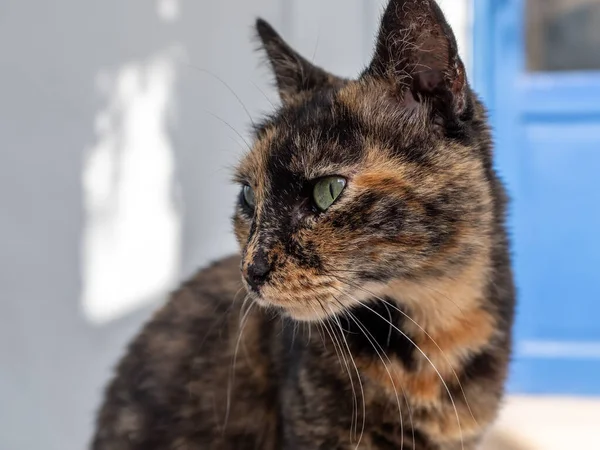 Slightly Calico Street Cat Looking Away Taken Very Sunny Summer — Stok Foto