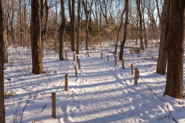 Montreal 'in botanik bahçesinin güneşli bir kış gününde karla kaplı yaya yolu.