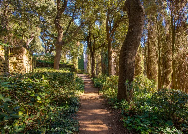 Ein Fußweg Durch Ein Lebendiges Eichenwäldchen Frankreich Aufgenommen Einem Sonnigen — Stockfoto