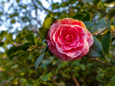 Pembe bir Camillia çiçeğine yakın plan. Arka plan bulanık. Baharın başında çekilmiş.