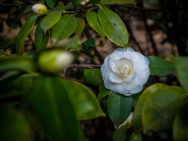 Baharın başında çekilmiş bulanık bir arka planı olan beyaz bir Camillia çiçeğine yakın plan.