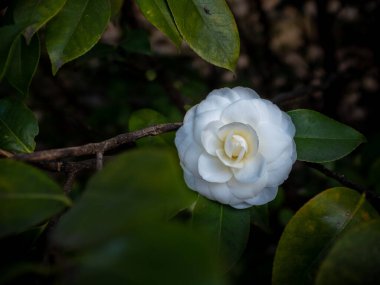 Baharın başında çekilmiş bulanık bir arka planı olan beyaz bir Camillia çiçeğine yakın plan.