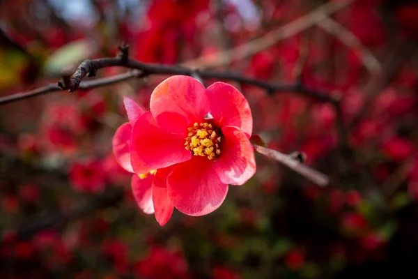 Close Uma Flor Marmelo Japonês Vermelho Com Fundo Borrado Tomadas — Fotografia de Stock