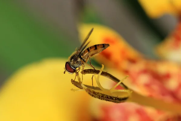 Syrphidae — Stok fotoğraf