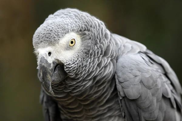 The African Grey Parrot — Stock Photo, Image