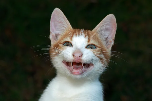 gülümseyen bir kedi