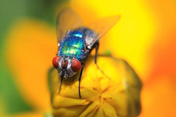 Blue Fly — Stock Photo, Image