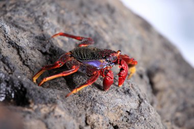 Kızıldeniz Yengeç