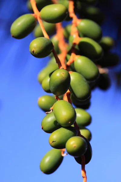 Gröna datum — Stockfoto