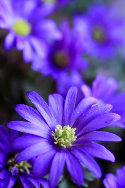 海葵在花园里的花 — 图库照片