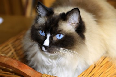 Ragdoll kedi