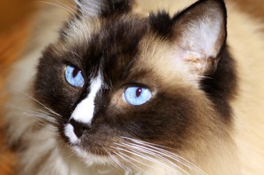 Ragdoll kedi