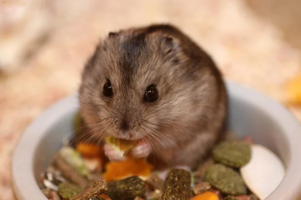 Hamster — Stockfoto