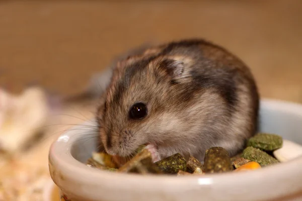 Hamster — Fotografia de Stock