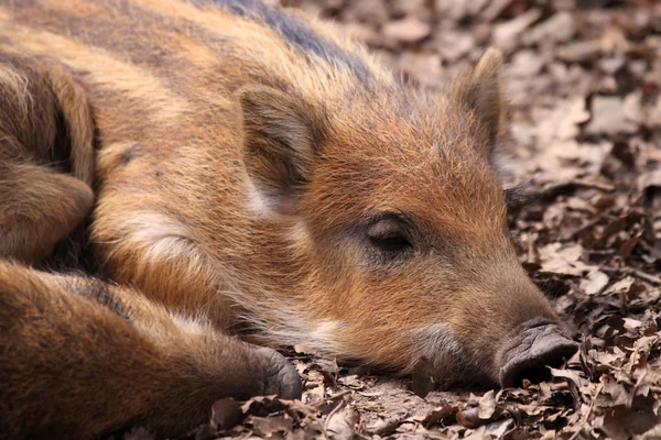 Wildschweine — Stockfoto