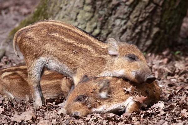 Wildschweine — Stockfoto