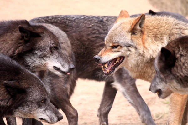 Lobos rudel — Fotografia de Stock