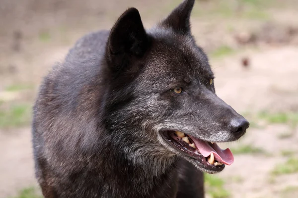 Lobo cerca — Foto de Stock