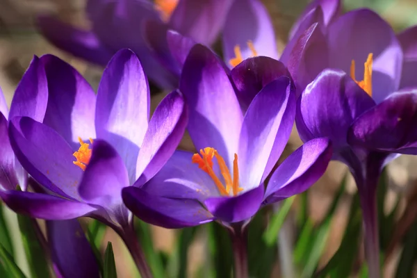 Crocuses Royalty Free Stock Photos